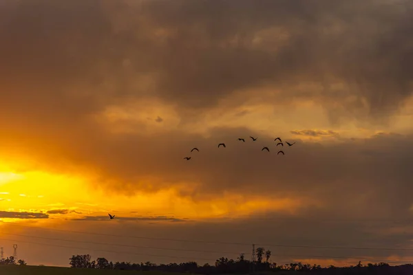 Flock of birds at dusk over electric power tower. Sunset in the pampa biome of Rio Grande do Sul - Brazil. Sunset in farm area. Nature and spirituality. Birds in flight.