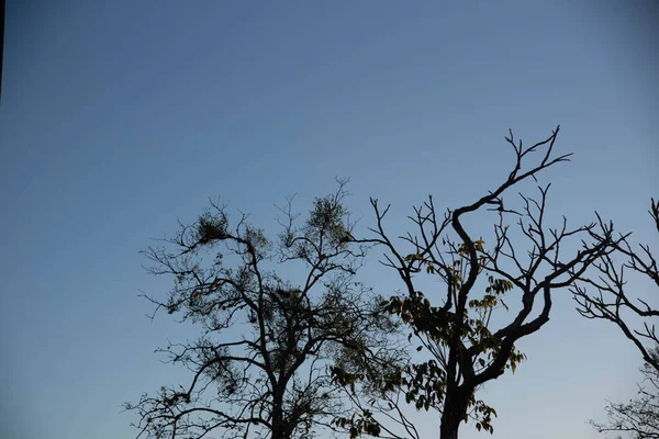 夕暮れ時の木々の自然の風景やシルエット 日没の劇的な画像 都市計画における植林 田舎の風景 — ストック写真
