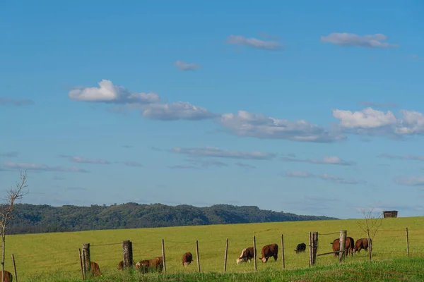 Rural Landscape Extensive Cattle Ranching Area Animal Production Farms Latin — Stock Photo, Image