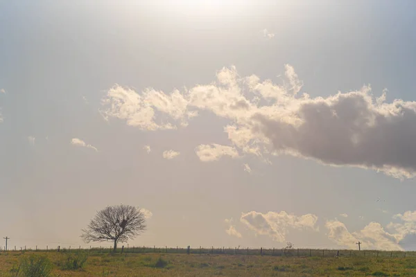 Pampa biome rural landscape. The Pampa is a very specific biome, with particular geographic characteristics, in a typically subtropical climate zone. Rural tourism. Area of environmental preservation.