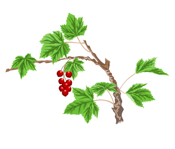 Currant twig with red berries — Stock Vector