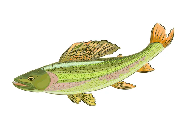 Fish Grayling — Stock Vector