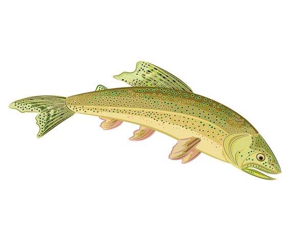 Trucha de arroyo americana (Salvelinus fontinalis ) — Vector de stock