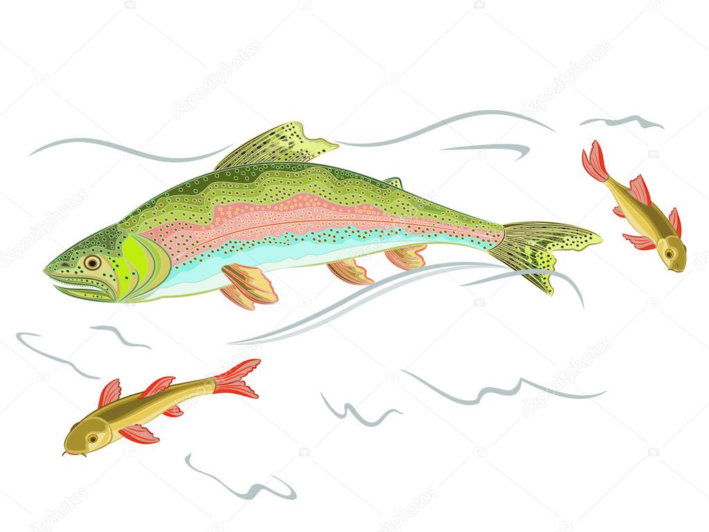 American rainbow trout