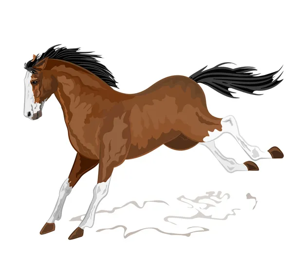 Vildhäst — Stock vektor