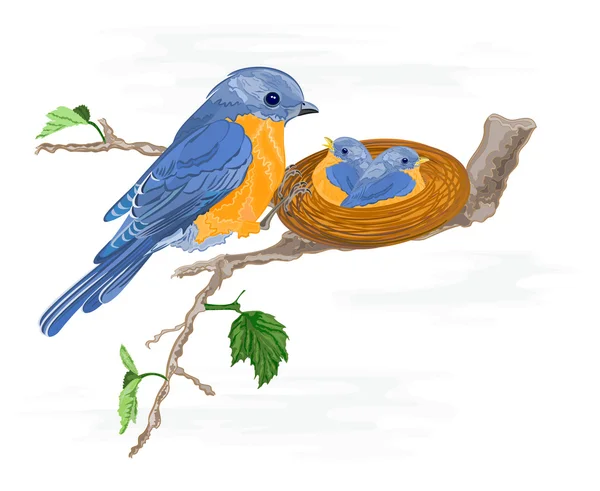 Birdie and little birds in the nest — Stock Vector