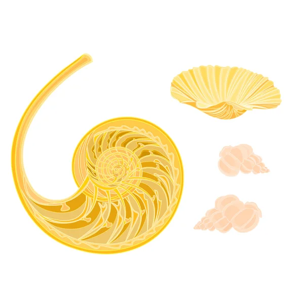 コレクションの海洋生物の貝殻 — ストックベクタ
