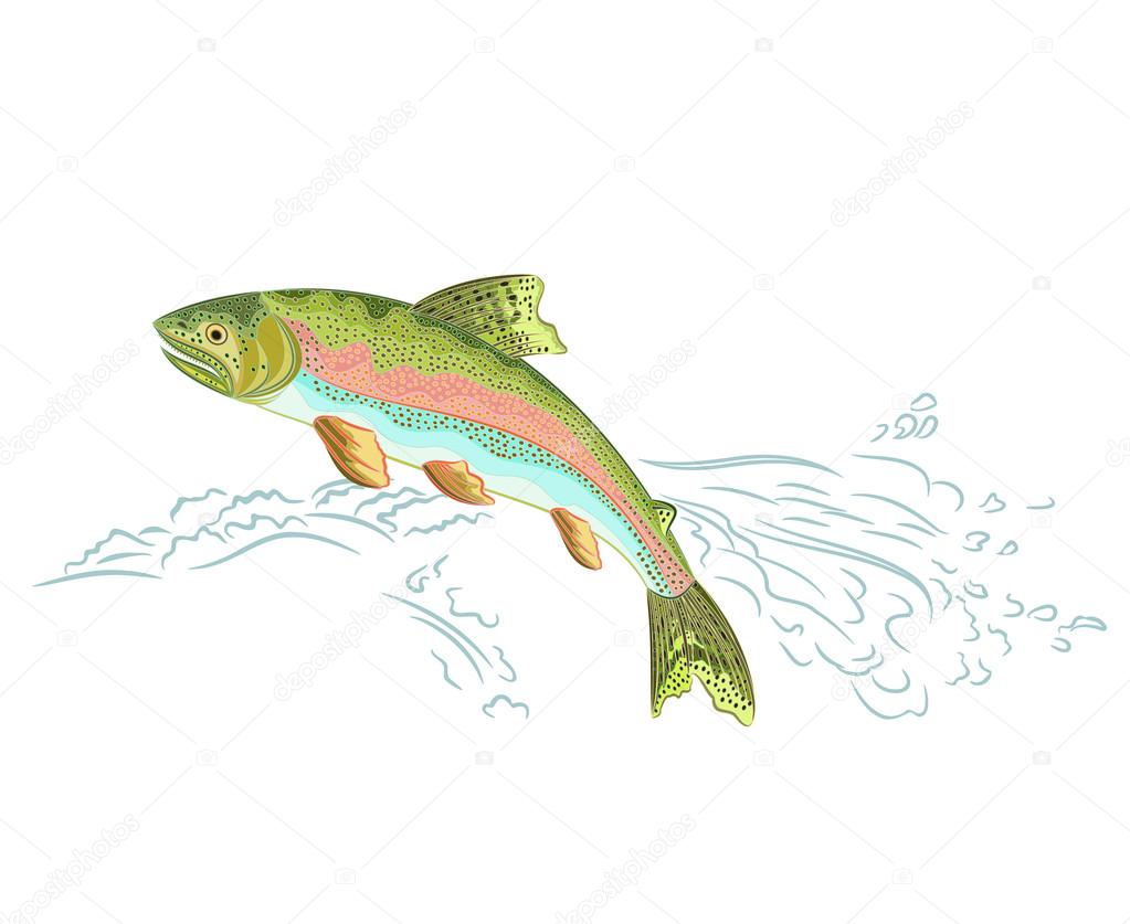 American rainbow trout jumps over the weir