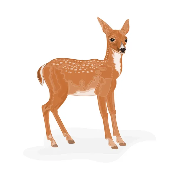 Roe Deer — Stock Vector