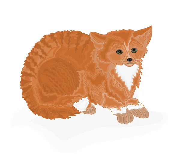 Cat redheaded — Stock Vector