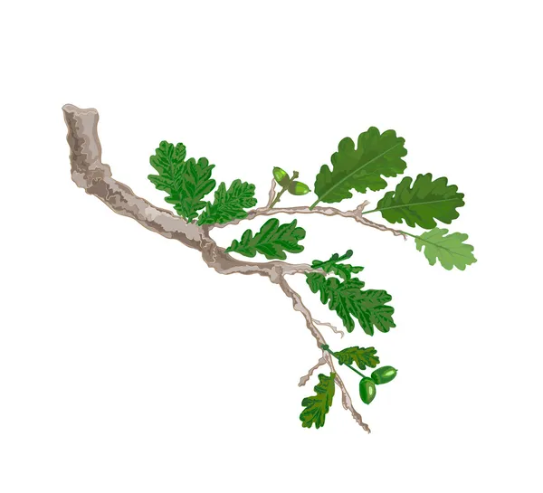 Oak branch with leaves and acorns vector — Stock Vector
