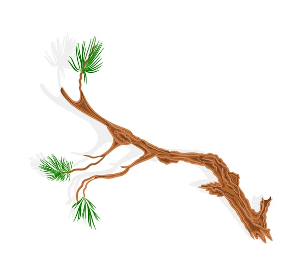 Pine tree branch vector without gradients — Stock Vector