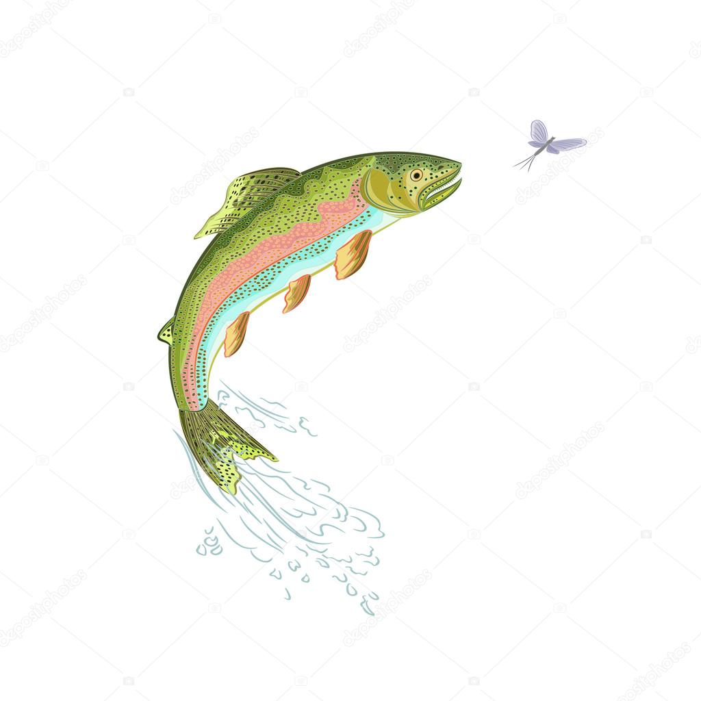 American trout jumps vector ilustration