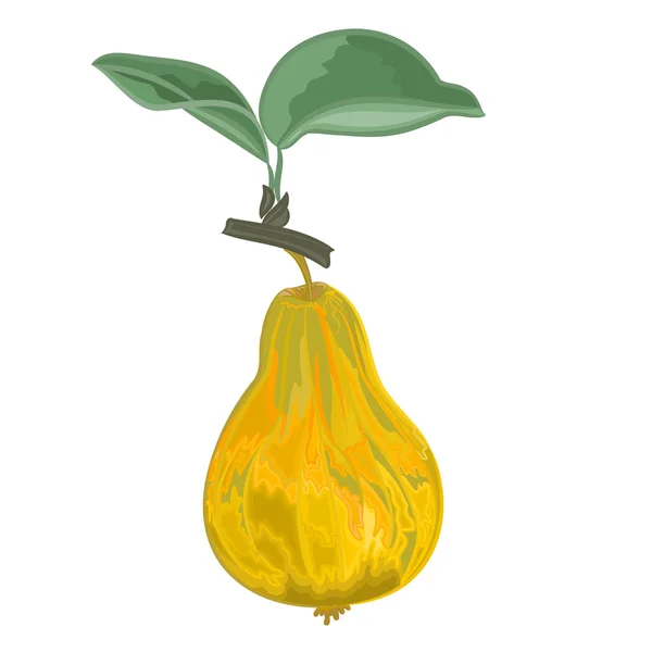 Pear yellow-green dan sheet vector illustration - Stok Vektor