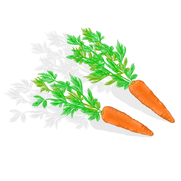 Zanahorias con ilustración vector hojas — Vector de stock