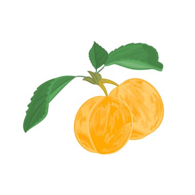 Kayısı vektör yaprak ile