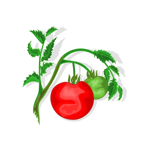 Tomat dengan vektor daun - Stok Vektor