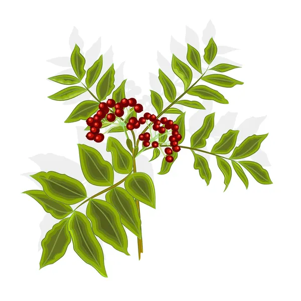 Twig rowan berry with leaves and berries vector — Stock Vector