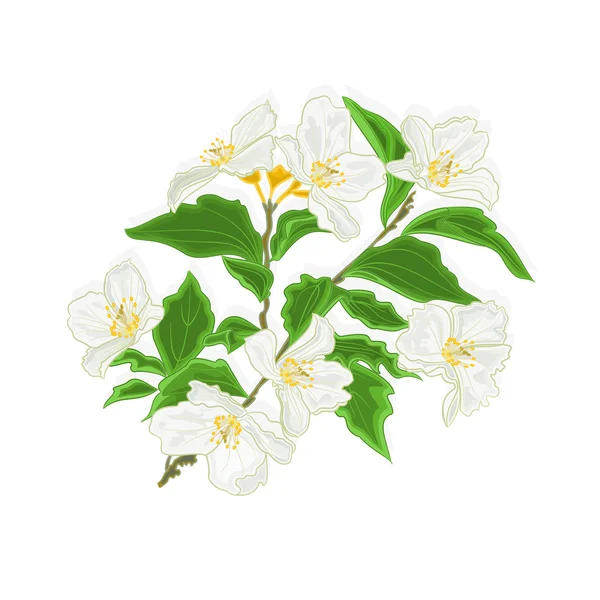 Yasemin çiçeği şube vektör çizim