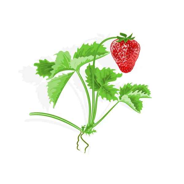 Strawberry dan daun vektor - Stok Vektor