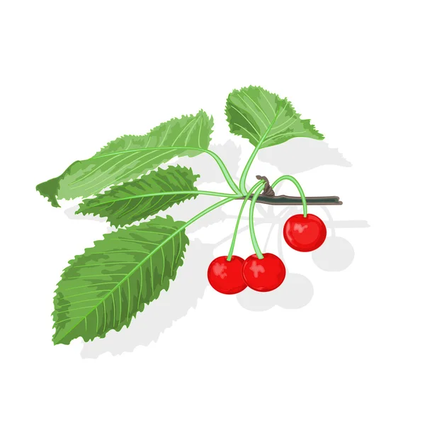 Cherry branch with leaves and berries vector — Stock Vector