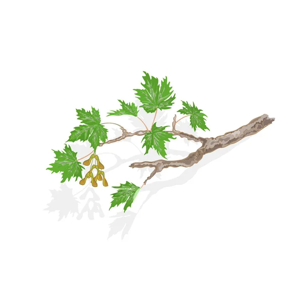 Maple tree vector illustration — Stock Vector