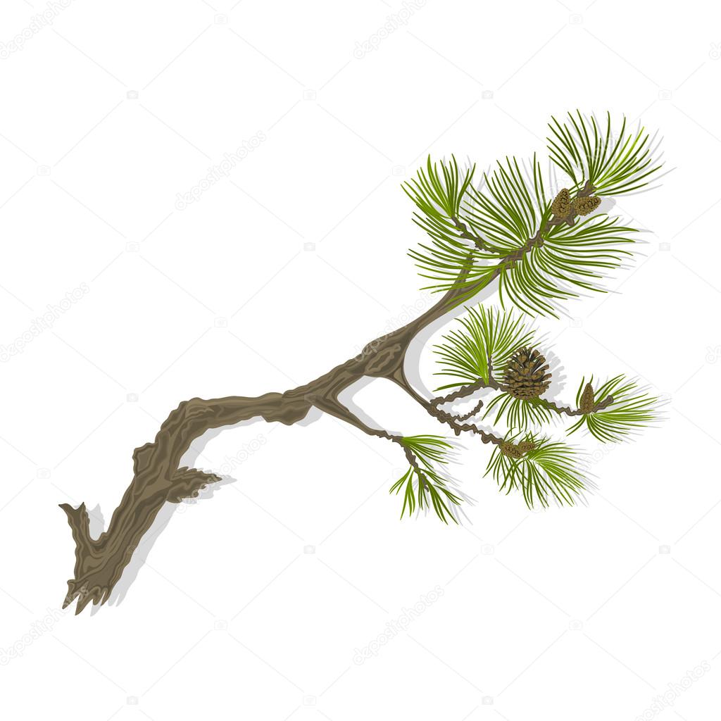 Branch mountain pine  whit pinecones vector illustration