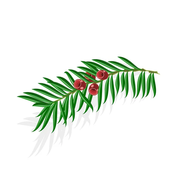 Yew ramitas con bayas rojas vector ilustración — Vector de stock