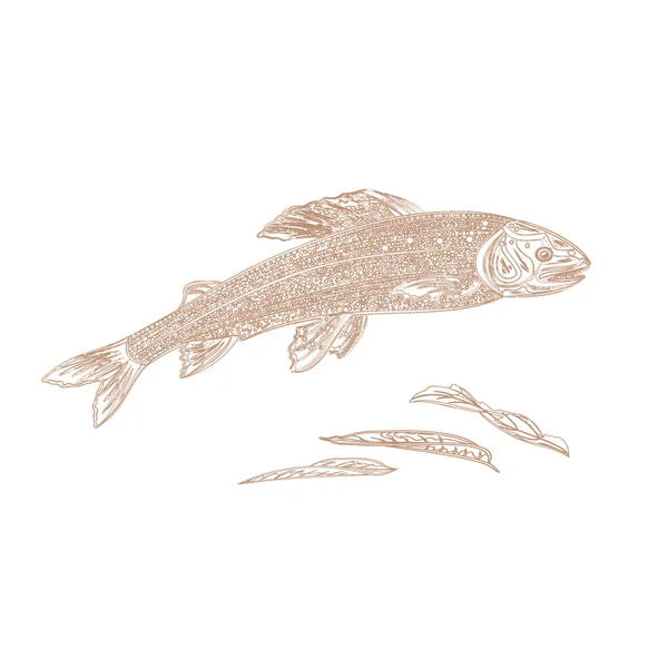 鳟鱼作为古董刻的矢量图 — 图库矢量图片
