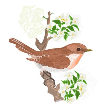 Yasemin dal vektör kuş