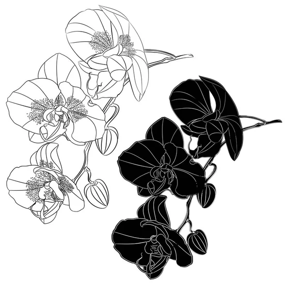 Phalaenopsis 실루엣 빈티지 벡터에 그림그리기 — 스톡 벡터