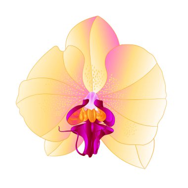 Orkide Phalaenopsis sarı renkler doğal çiçek. Beyaz arka plan suluboya vintage vektör çizim el çizimi.