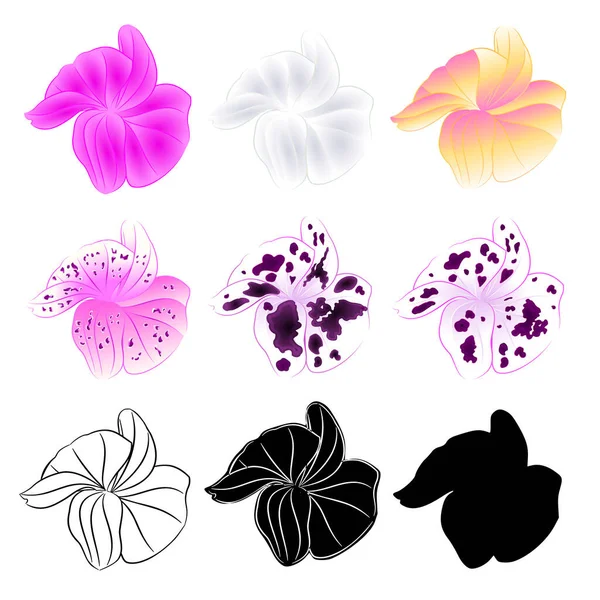 Orchidée Phalaenopsis Différentes Couleurs Naturel Contour Silhouette Fleur Douze Sur — Image vectorielle
