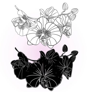 Orkide Phalaenopsis ana hatları ve silueti beyaz bir arkaplan vintage vektör düzenlenebilir el çizimi üzerine beşinci çiçek set