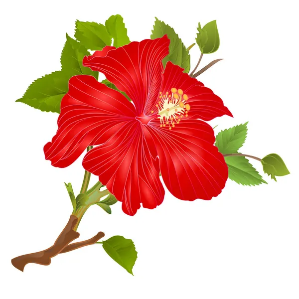 Planta Tropical Hibisco Rojo Flor Tallo Sobre Fondo Blanco Acuarela — Vector de stock