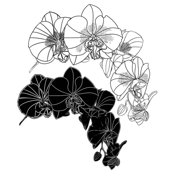 Orchidej Phalaenopsis Obrys Silueta Set Šest Květin Bílém Pozadí Vinobraní — Stockový vektor