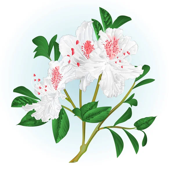 Struik Witte Rododendron Takje Met Bloemen Bladeren Aquarel Vintage Hand — Stockvector