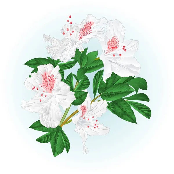 Strauch Rhododendron Weißer Zweig Mit Blüten Und Blättern Aquarell Vintage — Stockvektor