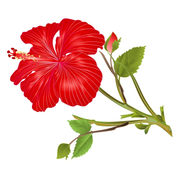 Planta Tropical Rojo Hibisco Flor Tallo Sobre Fondo Blanco Acuarela — Vector de stock