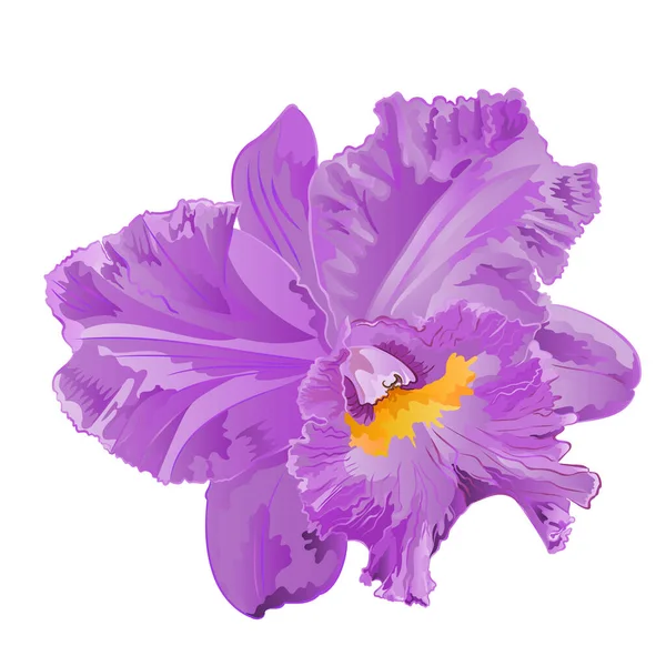 Orquídea Cattleya Flor Púrpura Amarilla Sobre Fondo Blanco Acuarela Vintage — Archivo Imágenes Vectoriales