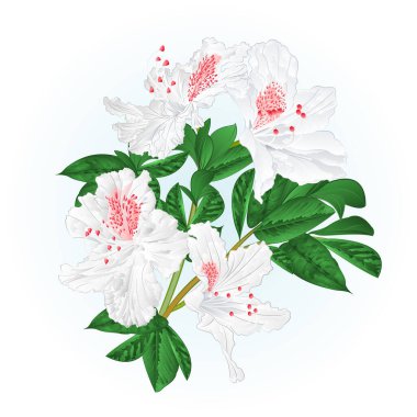 Çiçekli beyaz rhododendron dalını çitileyin ve suluboya klasik el çizimi çizimi illüstrasyonunu bırakın