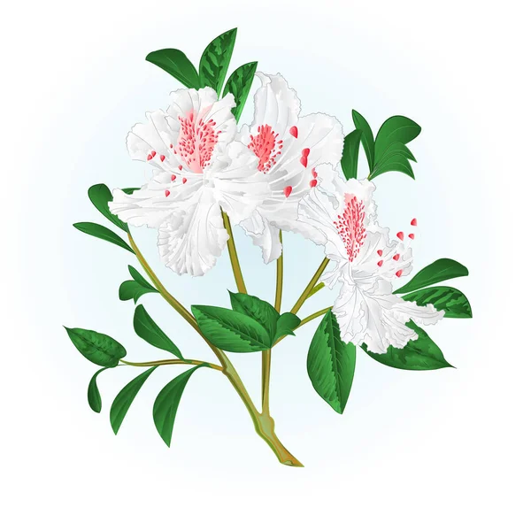 Arbusto Branco Rododendro Galho Com Flores Folhas Aquarela Vetor Vintage — Vetor de Stock