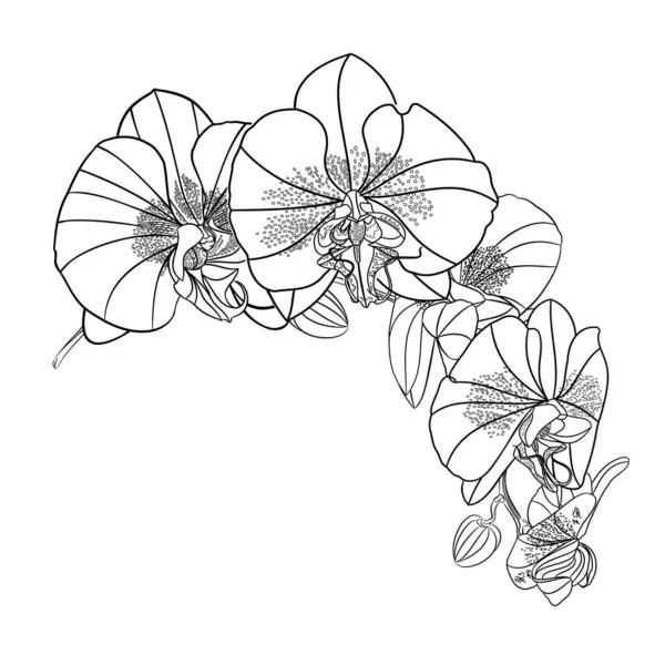 Krásné Izolované Phalaenopsis Orchidej Obrys Stonek Květinami Pupeny Bílém Pozadí — Stockový vektor