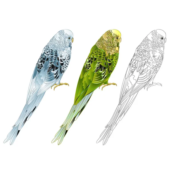 Budgerigar Μπλε Και Πράσινο Κατοικίδιο Ζώο Parakeet Κέλυφος Parakeet Budgie — Διανυσματικό Αρχείο