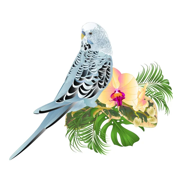 Budgerigar Blue Pets Parakeet Bouquet Tropical Flowers Yellow Orchid Phalenopsis - Stok Vektor