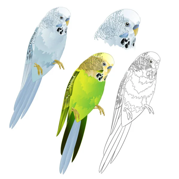 鳥のパケットBudgerigar青と緑のペットのパケットやブギーやシェルのパケットのホームペット自然と白の背景のヴィンテージベクトルイラスト編集可能な手描き — ストックベクタ