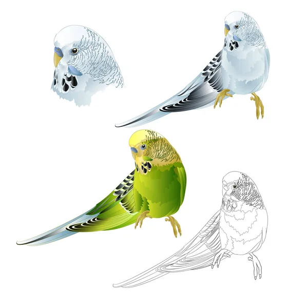 Budgerigar Μπλε Και Πράσινο Κατοικίδιο Ζώο Παπαγαλάκι Παπαγαλάκι Κέλυφος Παπαγαλάκι — Διανυσματικό Αρχείο