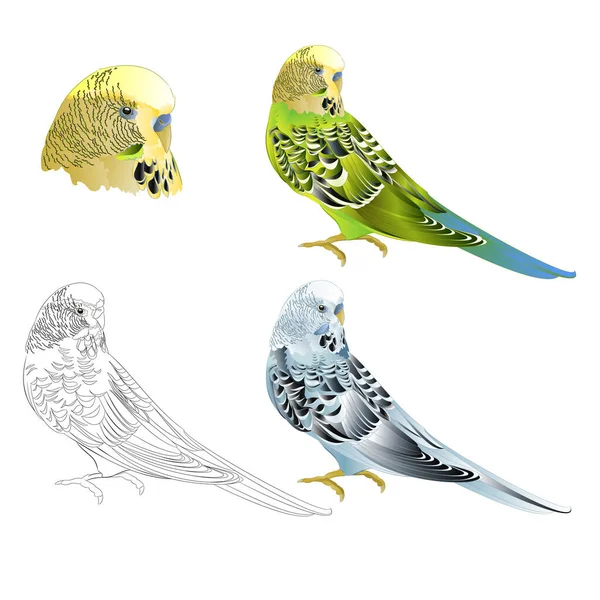 Pappagallo Verde Blu Budgerigar Animale Domestico Pappagallo Domestico Budgie Shell — Vettoriale Stock