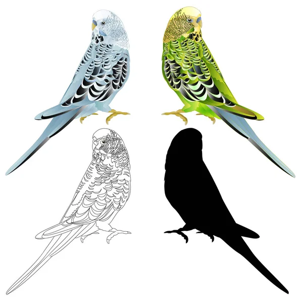 Oiseau Budgerigar Perruche Vert Bleu Animal Compagnie Perruche Perruche Coquille — Image vectorielle