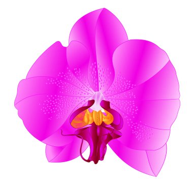 Orkide Phalaenopsis lila doğal çiçeği renklendirir. Beyaz arka plan suluboya vintage vektör çizimi el çizimi